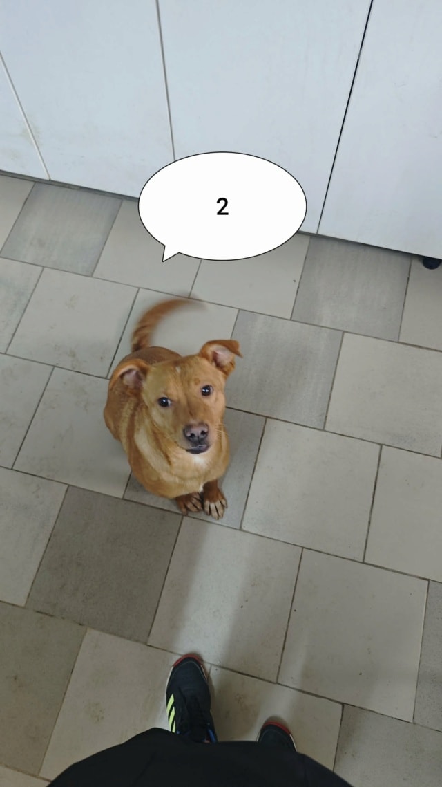 Aelys, chien à l'adoption chez Remember Me France