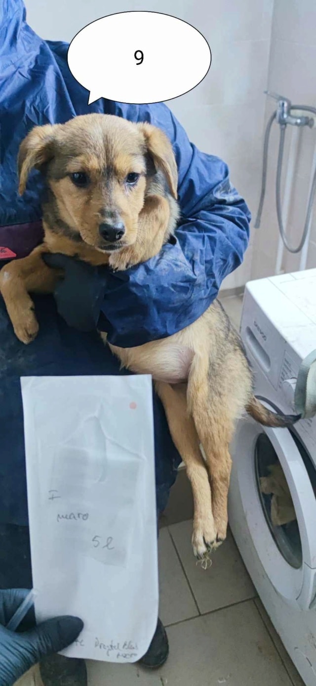 Ahsoka, chien à l'adoption chez Remember Me France