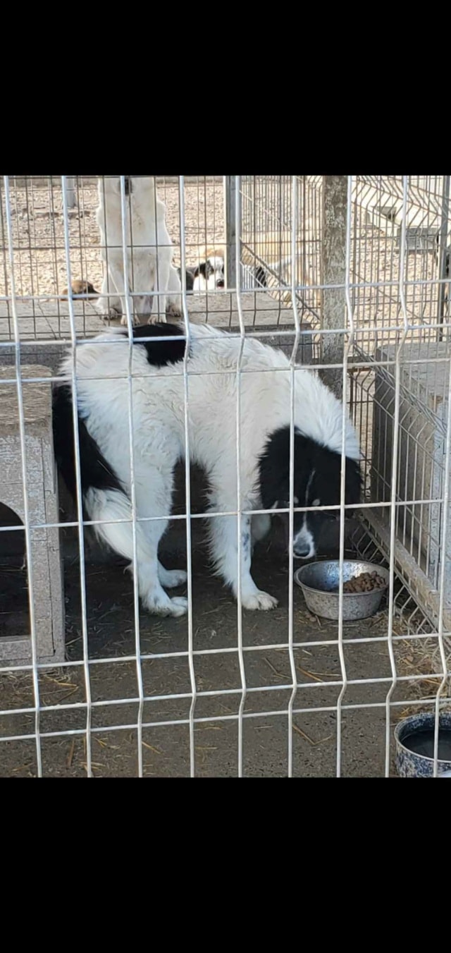 Alfred, chien à l'adoption chez Remember Me France