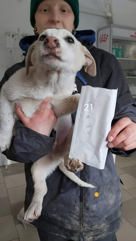 Alistair, chien à l'adoption chez Remember Me France