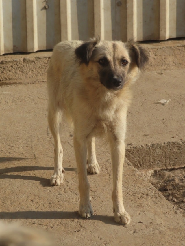 Amanda, chien à l'adoption chez Remember Me France