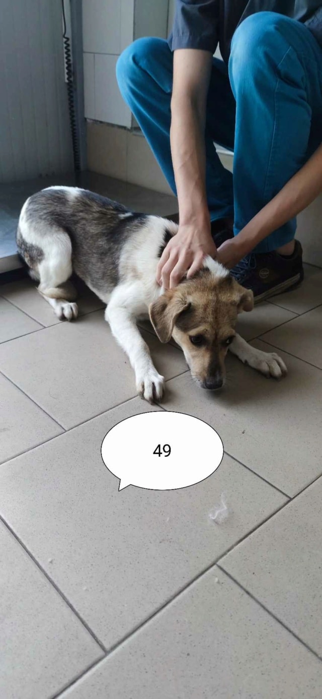 Apaloosa, chien à l'adoption chez Remember Me France