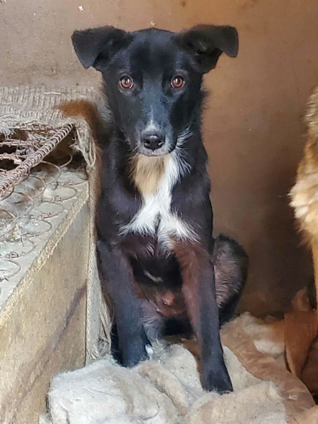 Aponia, chien à l'adoption chez Remember Me France