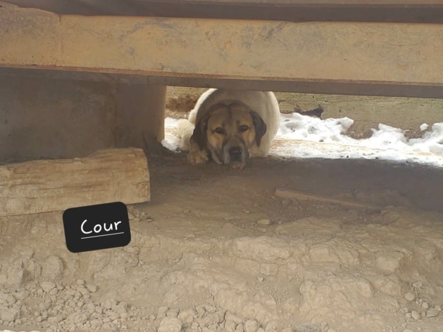 Artax, chien à l'adoption chez Remember Me France