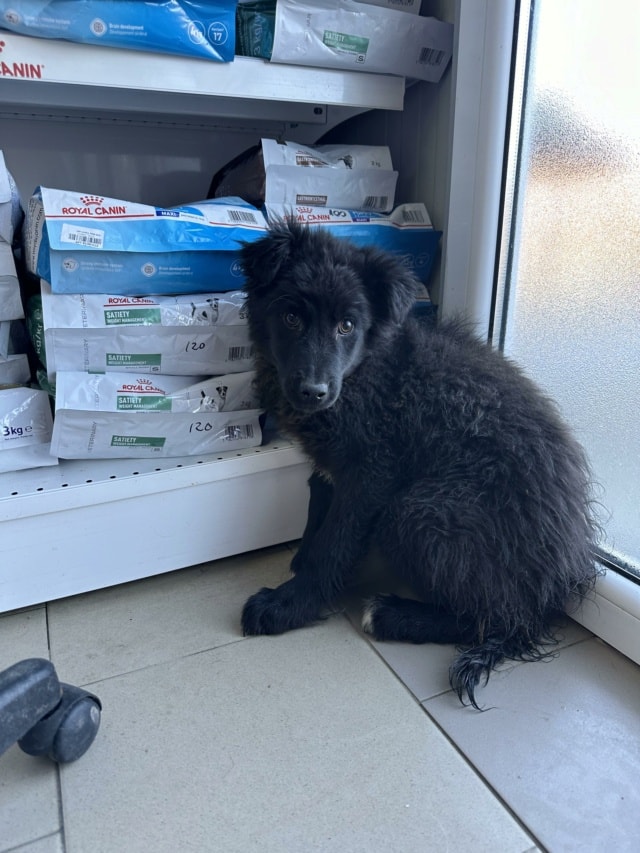 Articho, chien à l'adoption chez Remember Me France