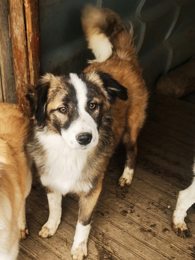 Arum, chien à l'adoption chez Remember Me France