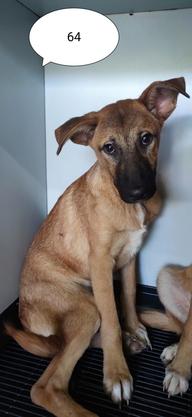 Asahi, chien à l'adoption chez Remember Me France