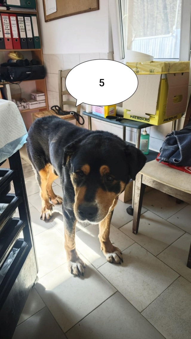Attikus, chien à l'adoption chez Remember Me France