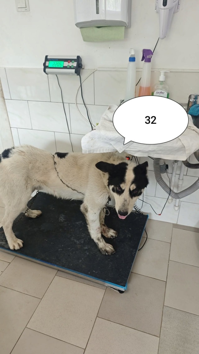 Auguste, chien à l'adoption chez Remember Me France