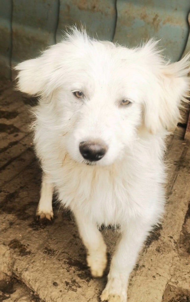 Avalanche, chien à l'adoption chez Remember Me France