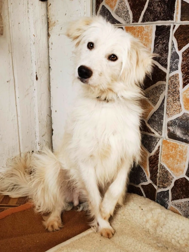 Photo de Avalanche, à l'adoption