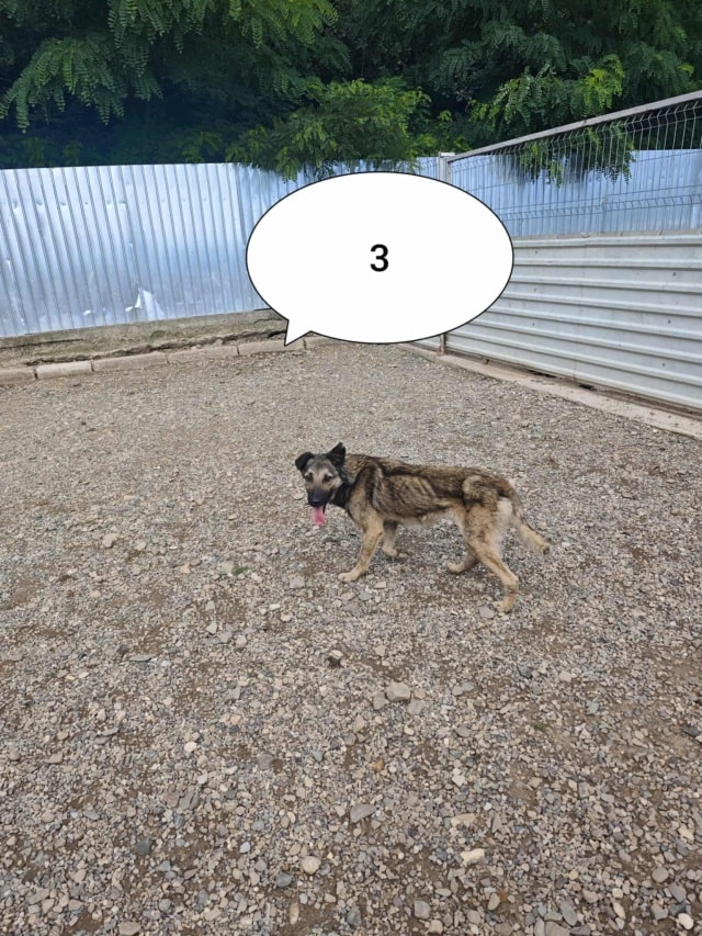 Bagster, chien à l'adoption chez Remember Me France