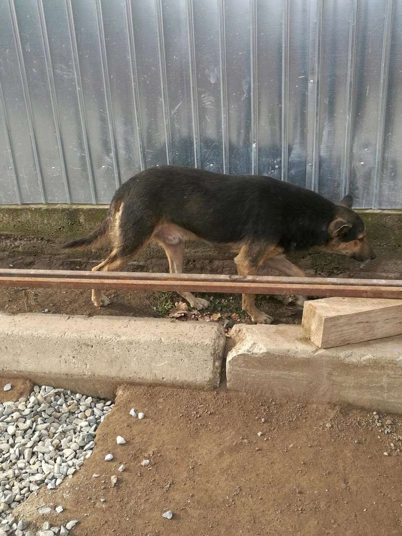 Bandit, chien à l'adoption chez Remember Me France