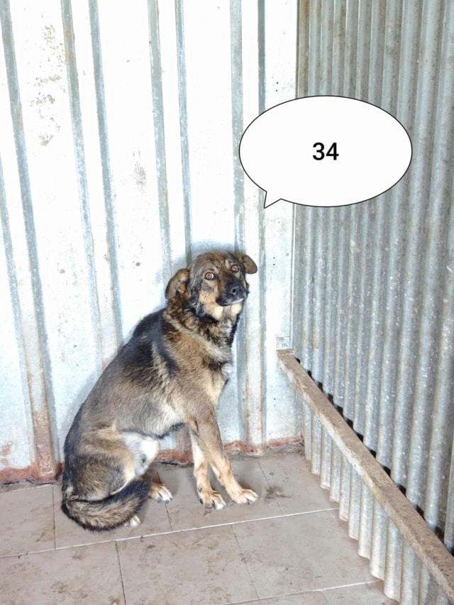 Baps, chien à l'adoption chez Remember Me France