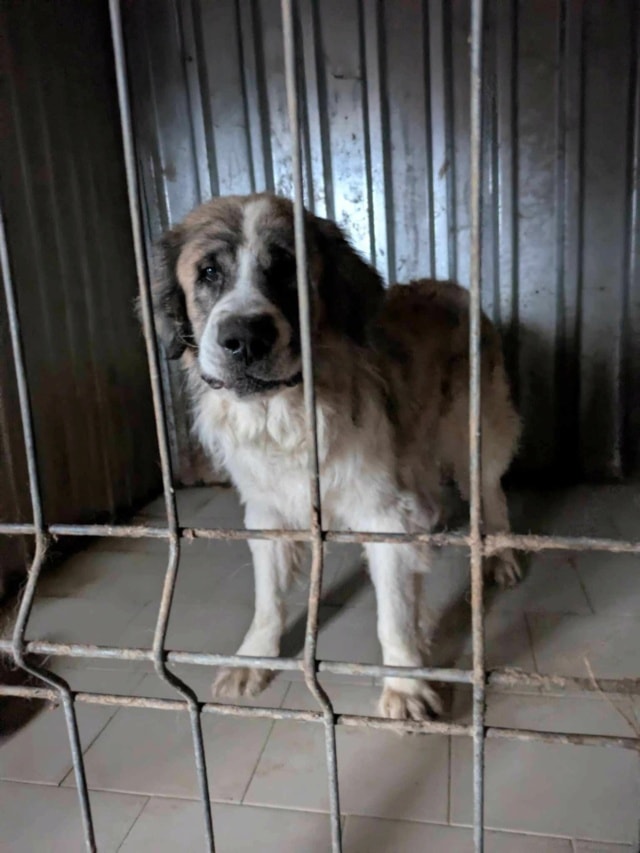 Beethoven, chien à l'adoption chez Remember Me France
