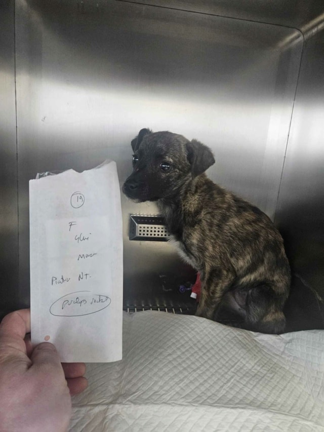 Belote, chien à l'adoption chez Remember Me France