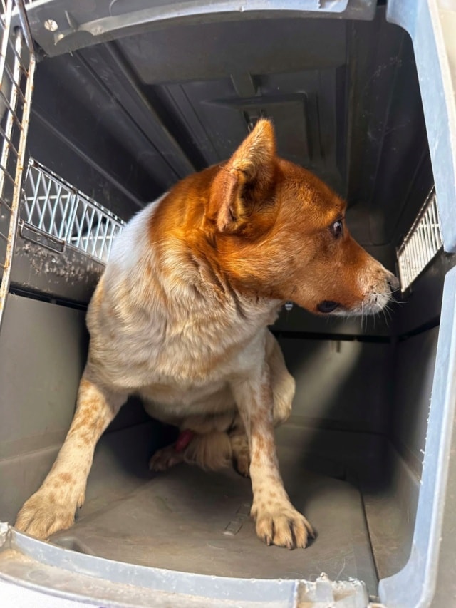 Bilbao, chien à l'adoption chez Remember Me France