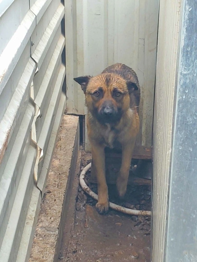 Bingo, chien à l'adoption chez Remember Me France
