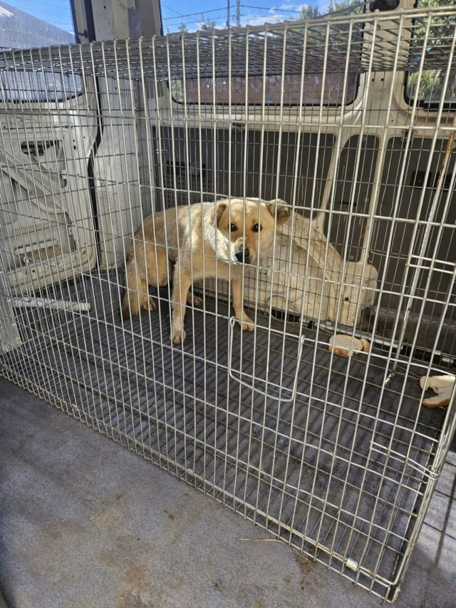 Boby, chien à l'adoption chez Remember Me France