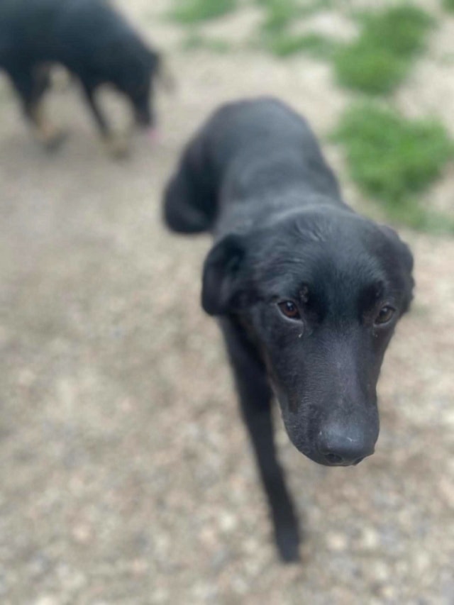 Bruno, chien à l'adoption chez Remember Me France