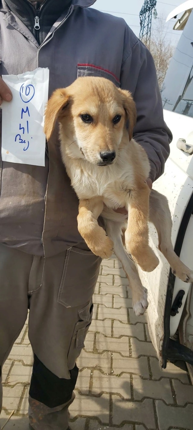 Buckley, chien à l'adoption chez Remember Me France