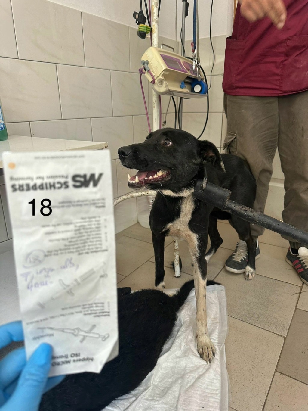 Caïpirinha, chien à l'adoption chez Remember Me France