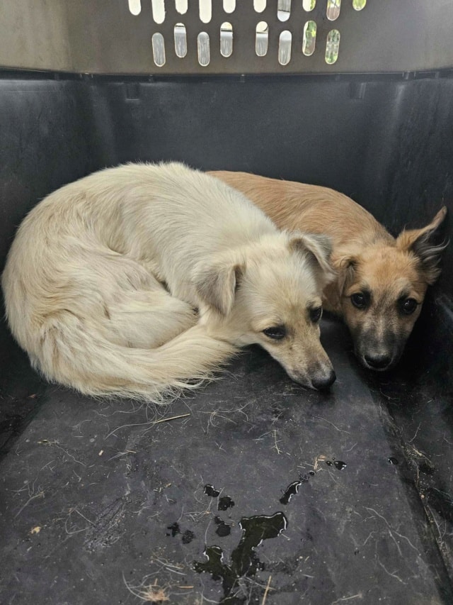 Calvin, chien à l'adoption chez Remember Me France