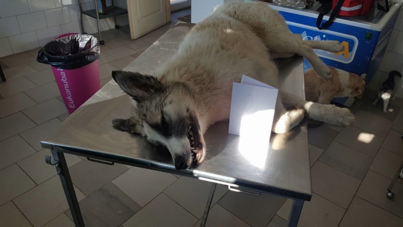 Caprice, chien à l'adoption chez Remember Me France