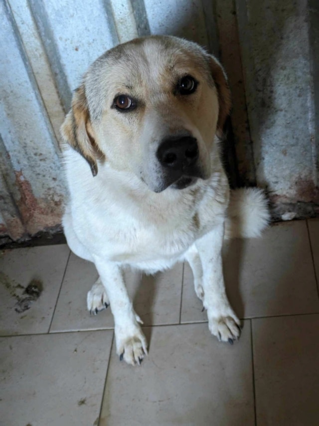 Carson, chien à l'adoption chez Remember Me France