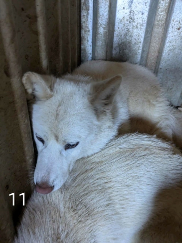 Celestine, chien à l'adoption chez Remember Me France