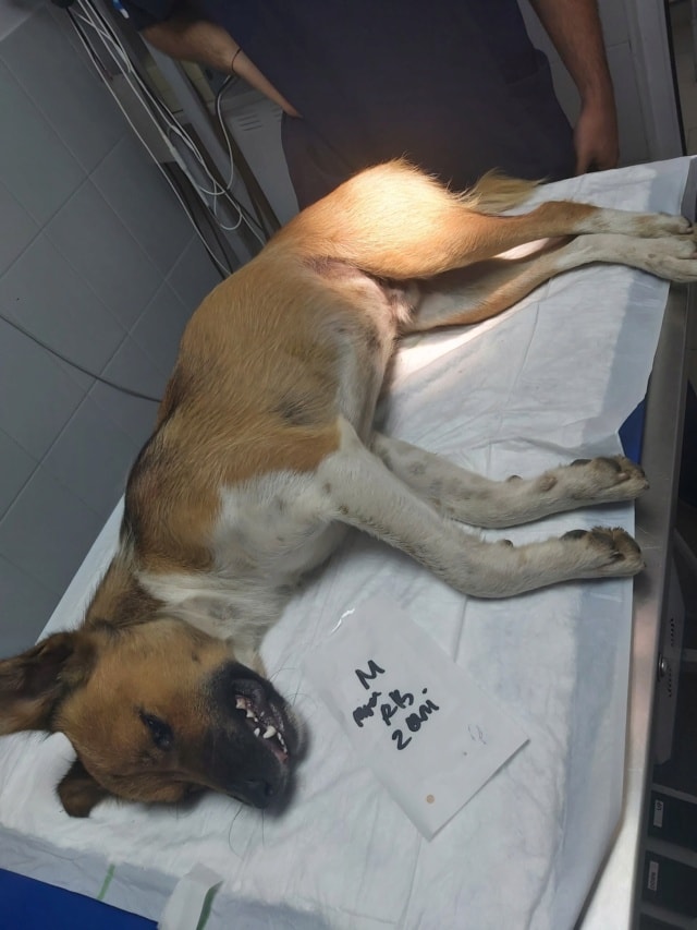 Chipiron, chien à l'adoption chez Remember Me France