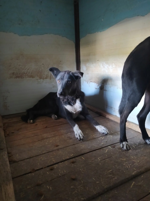 Chypre, chien à l'adoption chez Remember Me France