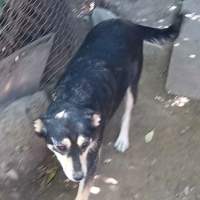 Cleopatra, chien à l'adoption chez Remember Me France