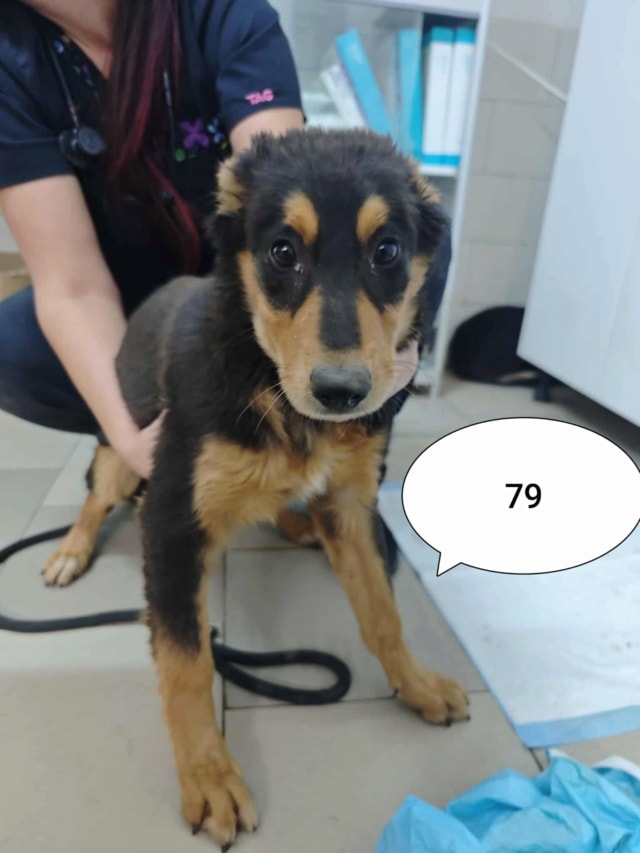 Clover, chien à l'adoption chez Remember Me France