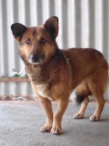 Comak, chien à l'adoption chez Remember Me France