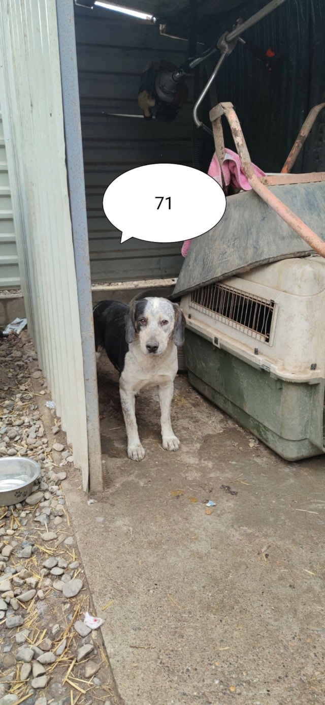 Copernica, chien à l'adoption chez Remember Me France