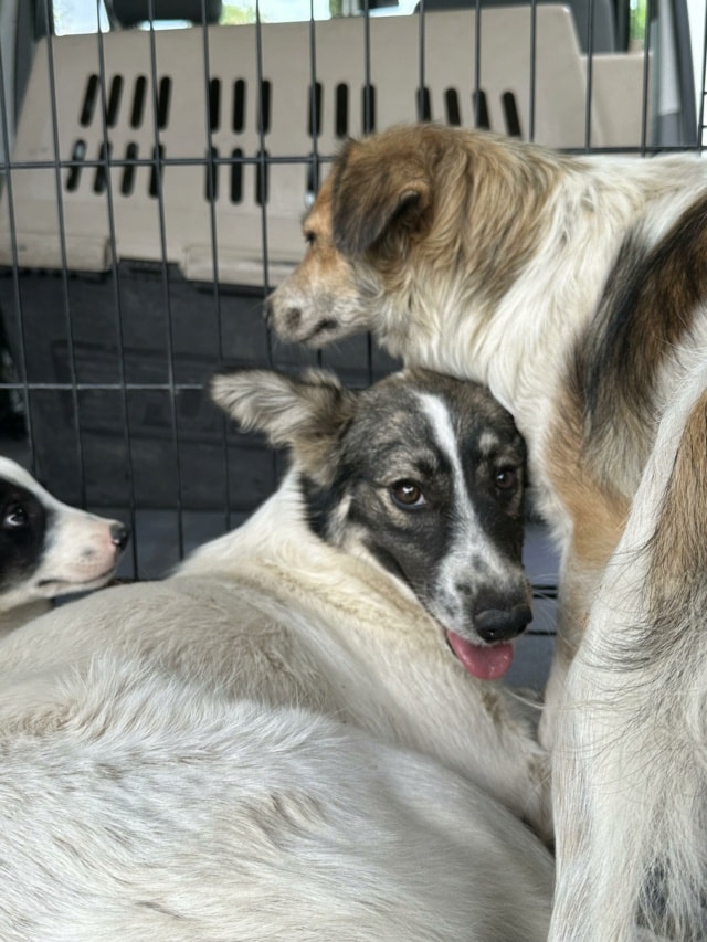 Coral, chien à l'adoption chez Remember Me France