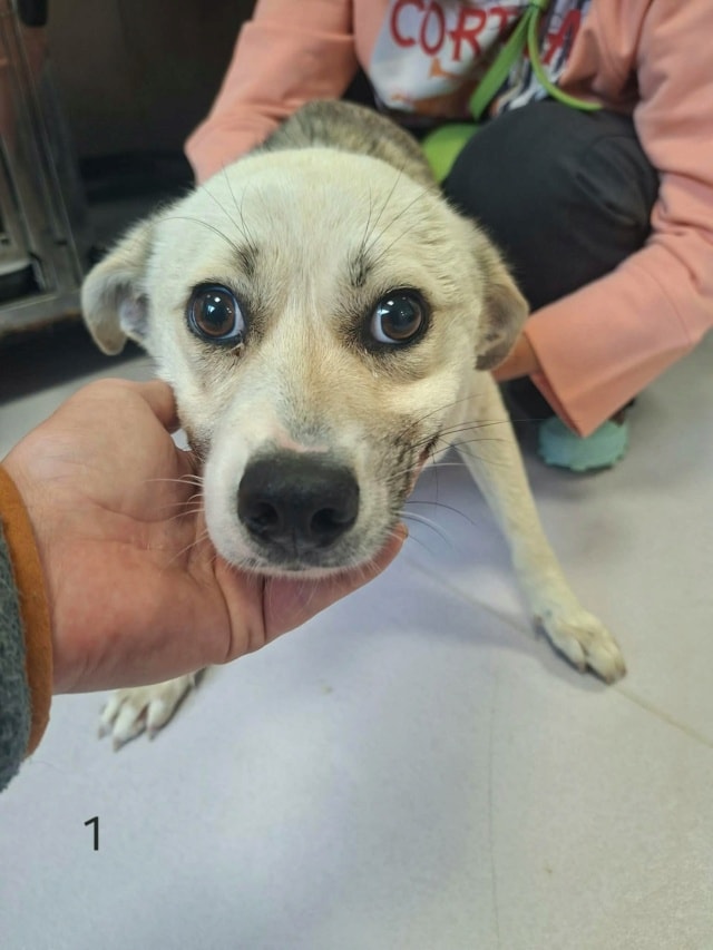 Crema, chien à l'adoption chez Remember Me France