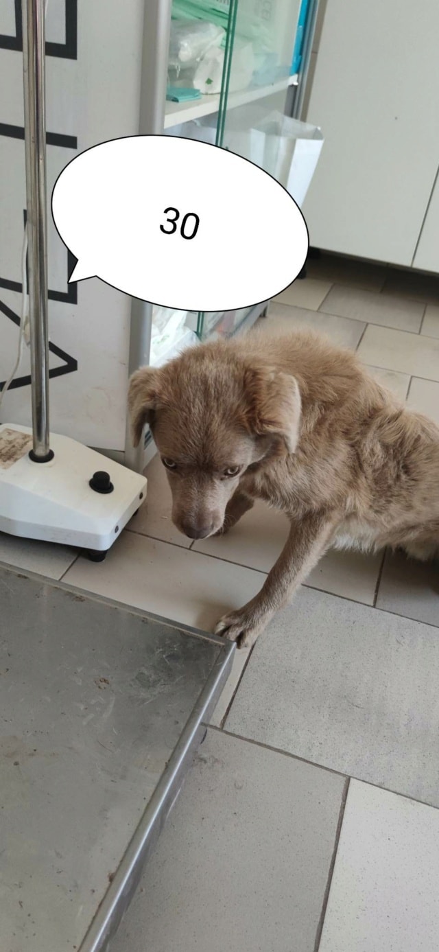 Cristesti, chien à l'adoption chez Remember Me France