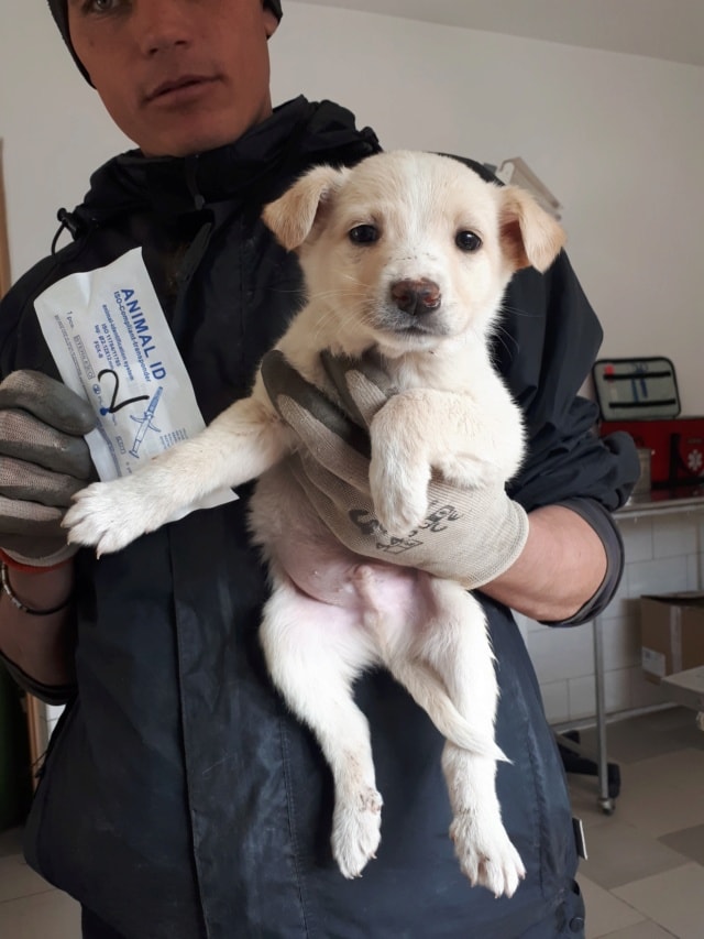 Crocket, chien à l'adoption chez Remember Me France