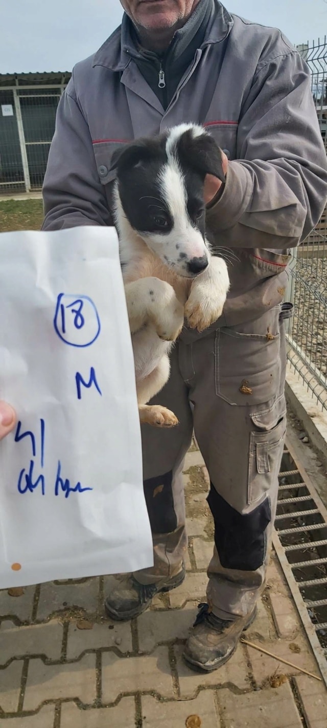 Daester, chien à l'adoption chez Remember Me France