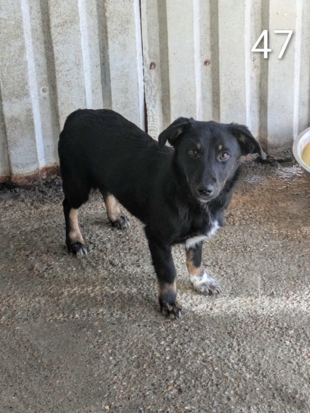 Dakota, chien à l'adoption chez Remember Me France