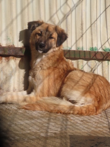 Dalbao, chien à l'adoption chez Remember Me France