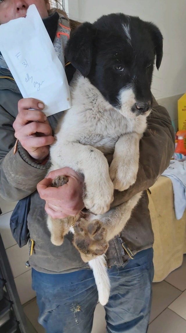 Photo de Dalmatia, à l'adoption