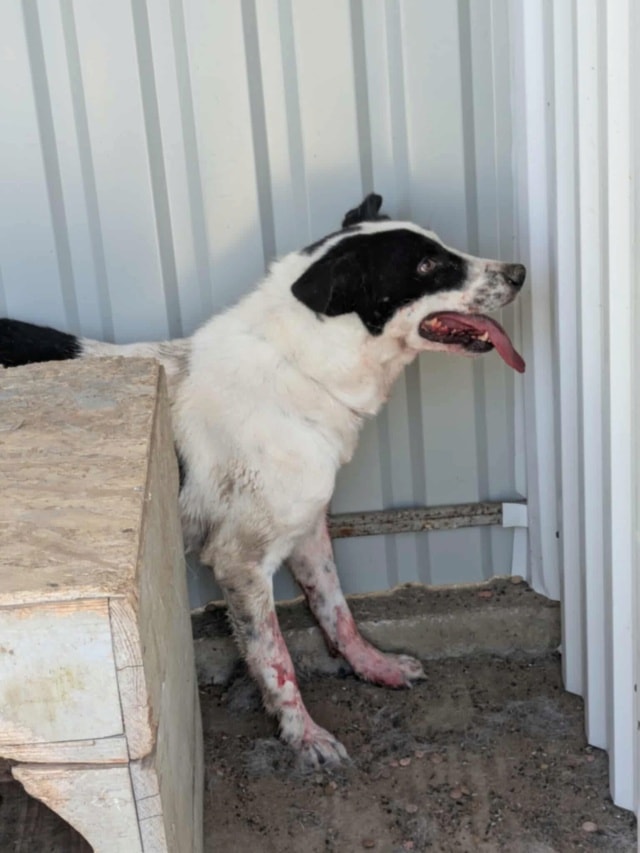 Dalton, chien à l'adoption chez Remember Me France
