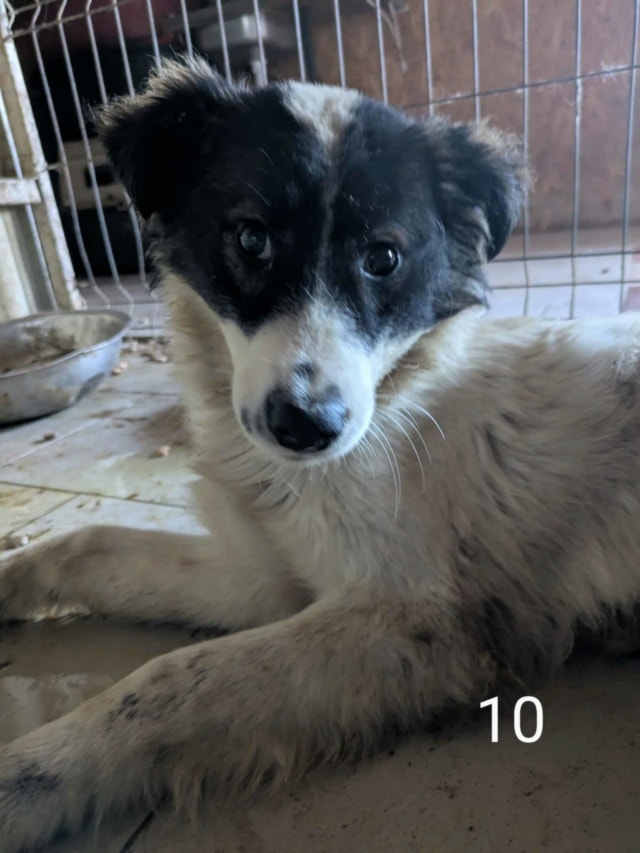 Darell, chien à l'adoption chez Remember Me France