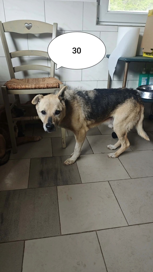 Debussy, chien à l'adoption chez Remember Me France