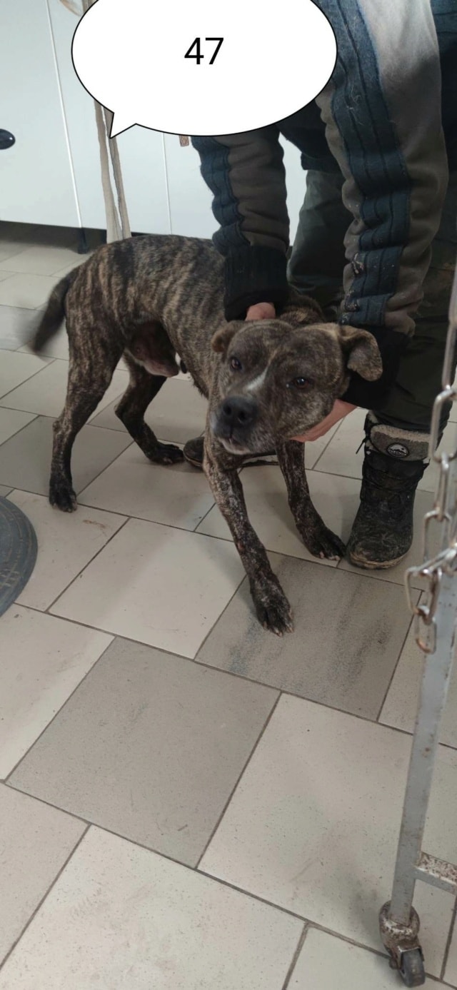 Deedjay, chien à l'adoption chez Remember Me France