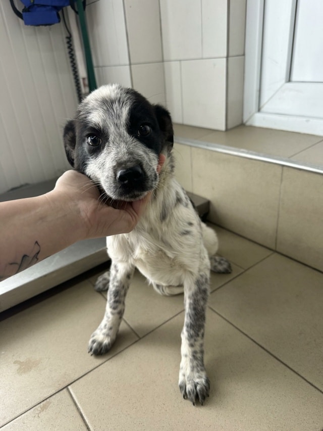 Deltyva, chien à l'adoption chez Remember Me France