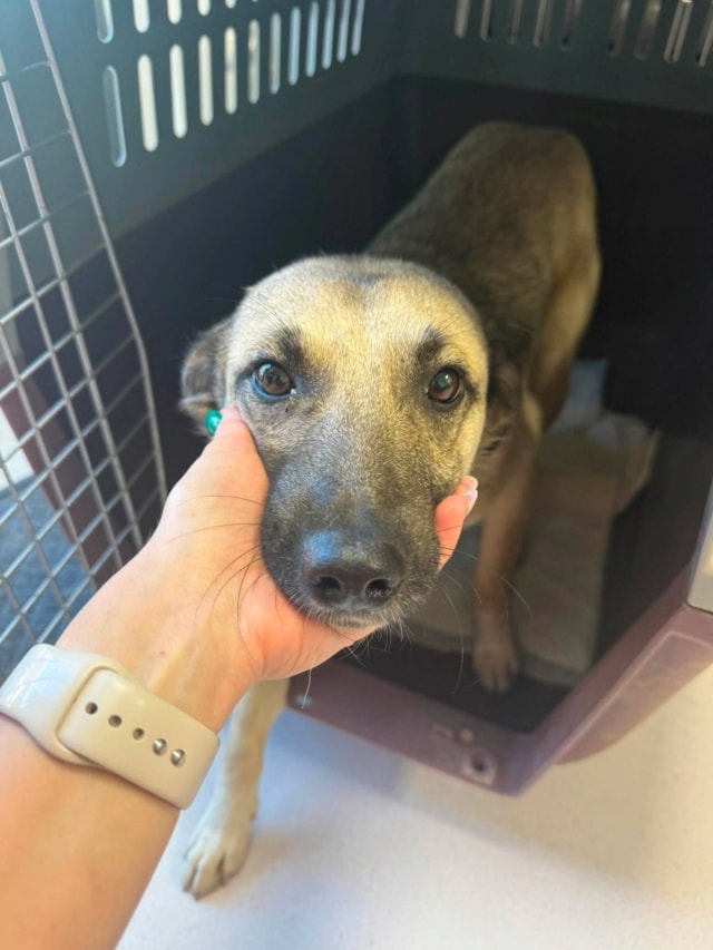 Dembelé, chien à l'adoption chez Remember Me France
